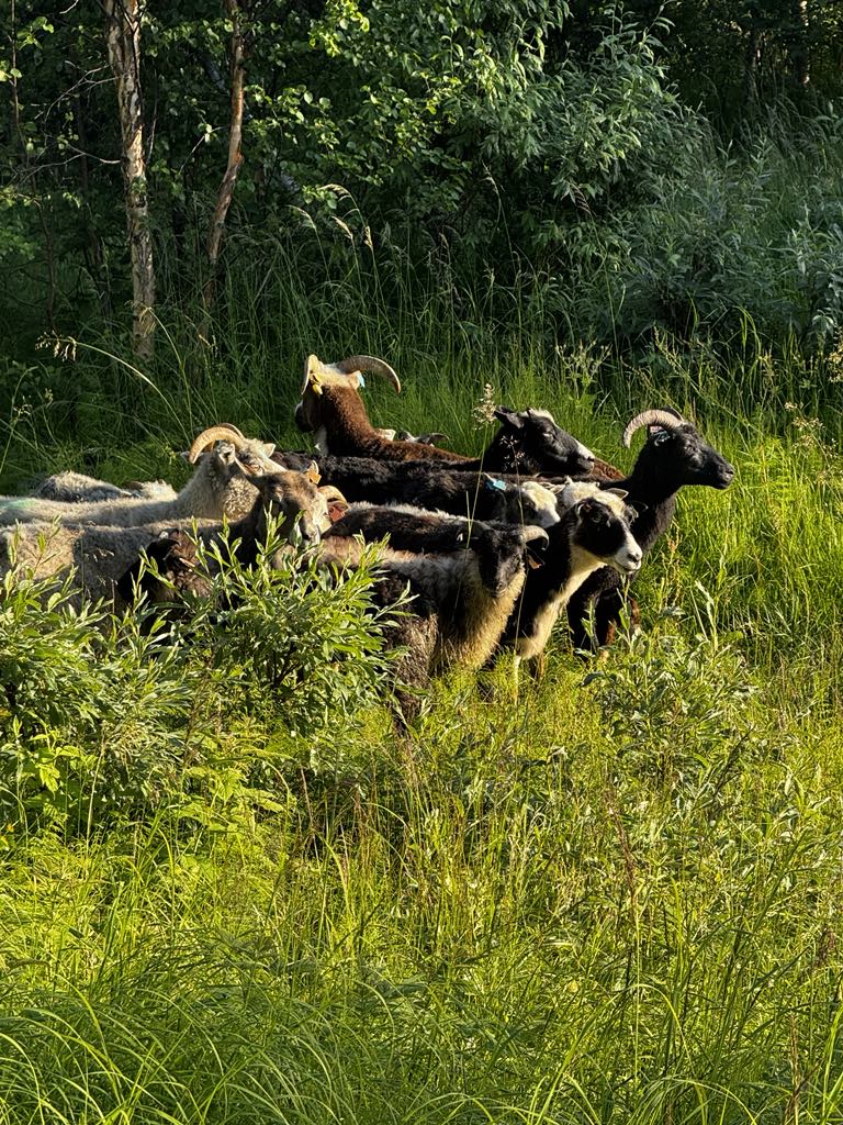Fredagstanker fra Langslett Gård: «Når krybbet er tom kives hestene»