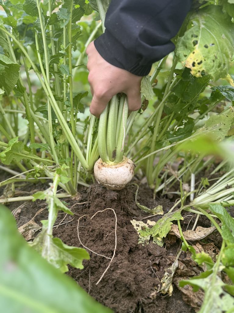 Er det grønt fordi det vokser – eller fordi det selges som&nbsp;grønt?