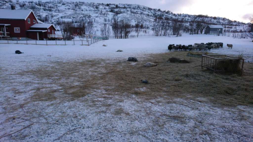 Skal dyrene kun ha rettsvern når bonden kan&nbsp;klandres?