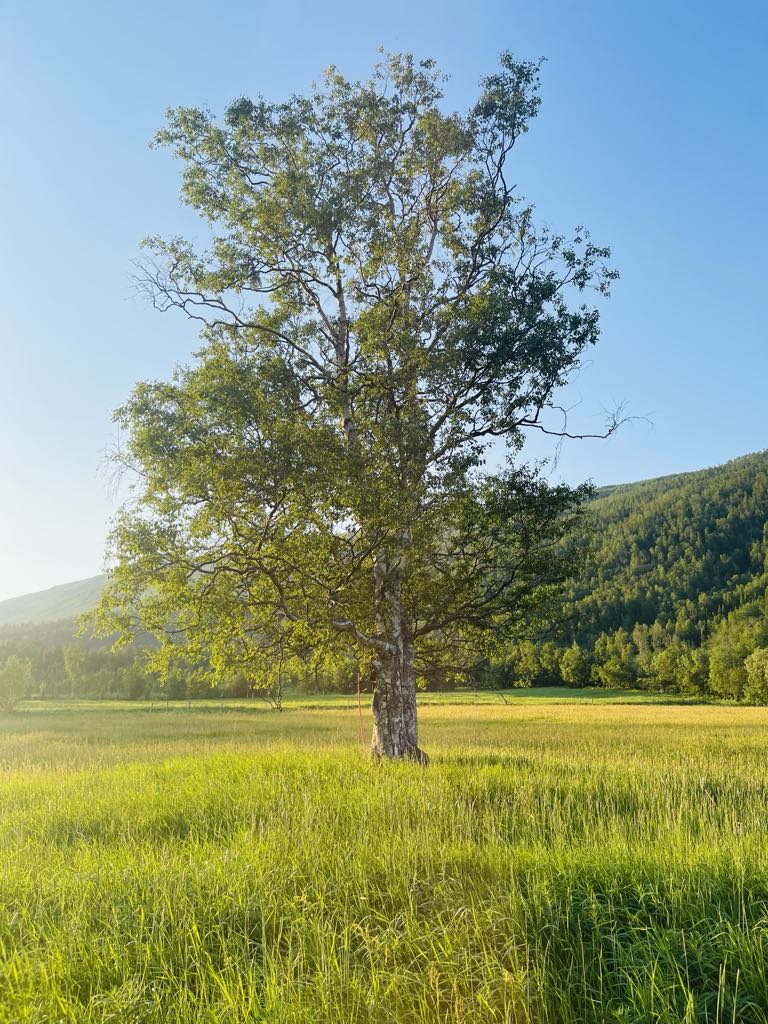 Det ropes opp om klimamål og vern av naturen – samtidig som loven forhindrer oss å leve i pakt med&nbsp;naturen!