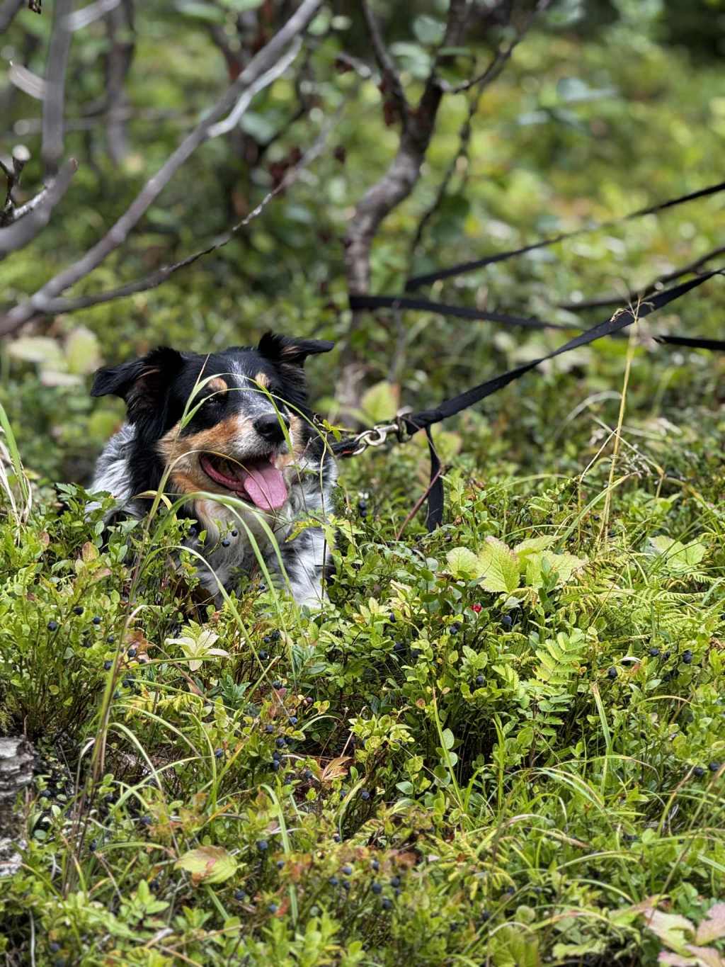 Nord for matfatet – Avskoging på&nbsp;norsk